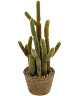 De Kunst Cactus Cereus 35 cm heeft meerdere lange, groene donzige stengels van verschillende hoogtes, die omhoog en naar buiten groeien vanuit een ronde bruine pot gevuld met kleine steentjes.