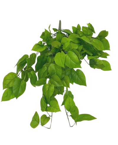 De Kunst Pothos Struik Deluxe 90cm heeft levendige groene, hartvormige bladeren op slanke stelen, tegen een effen witte achtergrond.