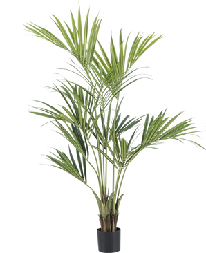 The Artificial Plant Kentia Palm 150 cm is a tall palm in a pot with long, slender green leaves and multiple trunks, against a plain white background.