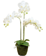De Kunst Orchidee 58 cm wit heeft drie overhangende stelen met witte bloemen, groene bladeren en enkele ongeopende knoppen in een met mos bedekte pot tegen een effen achtergrond.
