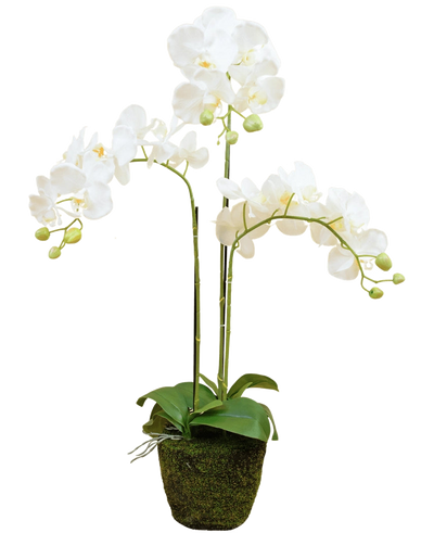 De Kunst Orchidee 58 cm wit heeft drie overhangende stelen met witte bloemen, groene bladeren en enkele ongeopende knoppen in een met mos bedekte pot tegen een effen achtergrond.