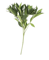Het Kunstblad Laurier 50 cm groen heeft meerdere stengels met puntige bladeren, prachtig gedetailleerd en kunstzinnig, geïsoleerd gepresenteerd op een effen witte achtergrond.