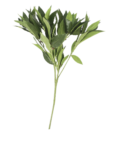 Het Kunstblad Laurier 50 cm groen heeft meerdere stengels met puntige bladeren, prachtig gedetailleerd en kunstzinnig, geïsoleerd gepresenteerd op een effen witte achtergrond.