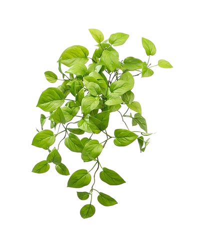 De Kunst Pothos Struik Deluxe 60cm heeft levendige groene, ovale bladeren op slepende stelen, die lijken op een pothosplant, elegant weergegeven tegen een effen witte achtergrond.