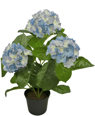 De Kunstplant Hortensia Blauw UV 35 cm heeft drie grote trossen lichtblauwe en witte bloemen met weelderige groene bladeren, gerangschikt in een pot tegen een effen witte achtergrond.