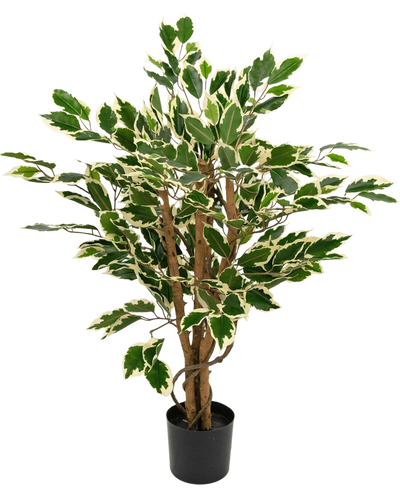 Artificial plant Ficus Green/white 90 cm with brown trunks and green leaves with white edges, shown against a plain white background.
