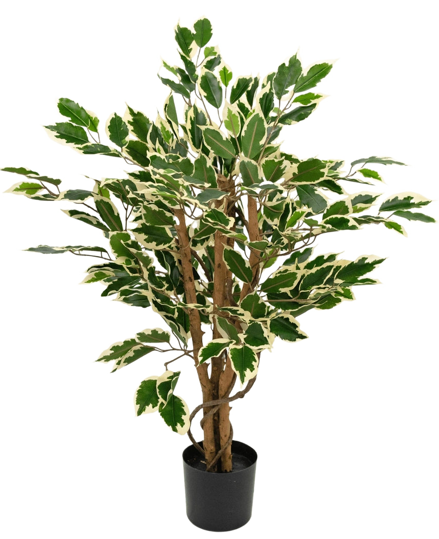 Artificial plant Ficus Green/white 90 cm with brown trunks and green leaves with white edges, shown against a plain white background.