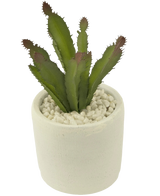 De Kunst vetplant 20 cm is een groene stekelige vetplant met roodachtige uiteinden in een witte pot van keramiek gevuld met witte kiezels, afgebeeld tegen een effen witte achtergrond.