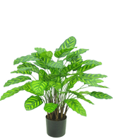 De Kunstplant Calathea Makoyana UV 75 cm rood is een kunstplant in pot met veel brede, levendige groene bladeren met lichtgroene strepen, dicht op elkaar geplaatst op meerdere stelen in een kleine zwarte pot tegen een witte achtergrond.