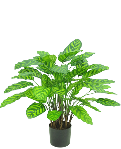 De Kunstplant Calathea Makoyana UV 75 cm rood is een kunstplant in pot met veel brede, levendige groene bladeren met lichtgroene strepen, dicht op elkaar geplaatst op meerdere stelen in een kleine zwarte pot tegen een witte achtergrond.