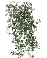 De Kunst Klimop Deluxe Rijk Groen-wit 90 cm heeft weelderige, groene en witgerande hartvormige bladeren op lange, slingerende stelen, tegen een effen witte achtergrond.