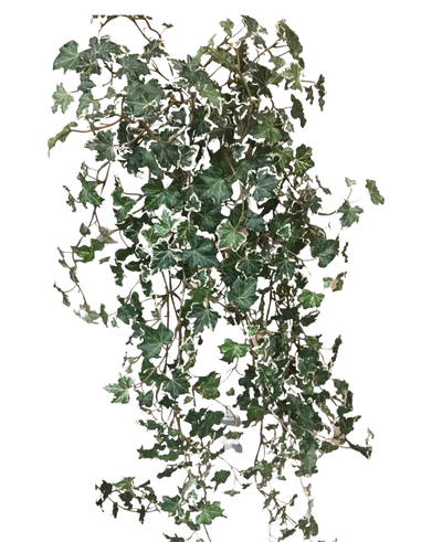 De Kunst Klimop Deluxe Rijk Groen-wit 90 cm heeft weelderige, groene en witgerande hartvormige bladeren op lange, slingerende stelen, tegen een effen witte achtergrond.