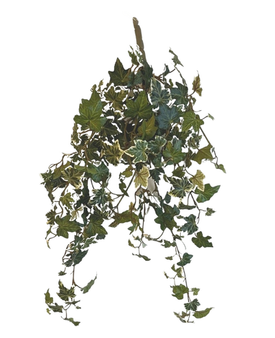 De Kunst Klimop Deluxe Groen-wit 60cm is een hangende tros van kunstmatige klimopranken met groen en wit bonte bladeren tegen een effen witte achtergrond.