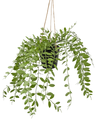 De Kunst hangplant Pumila in pot 30 cm heeft groene ranken met ovale bladeren, hangend aan drie touwtjes tegen een effen witte achtergrond.