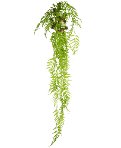 De Kunst hangplant Varen Deluxe 150 cm heeft lange, groene bladeren die naar beneden vallen, tegen een effen witte achtergrond.