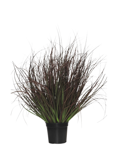 De Kunst Grasplant Gazon 50 cm brandvertragend wordt geleverd in een zwarte plastic pot, met stekelig siergras met lange, dunne, donkerpaarse en groene bladeren - perfect voor interieurdecoratie - op een witte achtergrond.