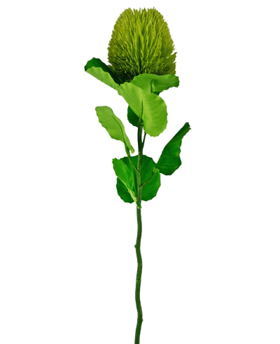 De Kunstbloem Banksia 59 cm groen is een enkele groene zijden bloem met een donzige, ronde bloei en gekartelde bladeren op een lange steel-ideaal voor elke kunstbloemen decoratie en prachtig tegen een effen witte achtergrond.
