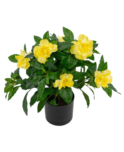 De Kunstplant Gardenia UV 39 cm is een weelderig groene kunstplant met grote, levendige gele bloemen en glanzende bladeren in een zwarte pot, tegen een effen witte achtergrond.