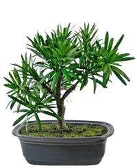Artificial Plant Bonsai Podocarpus 20 cm
