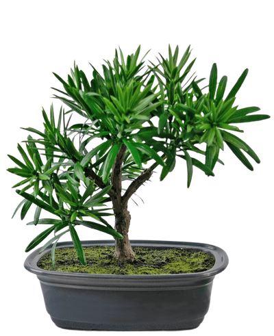 De Kunstplant Bonsai Podocarpus 20 cm heeft dichte groene bladeren en een slanke stam in een ondiepe ovale zwarte pot met mosgrond, tegen een witte achtergrond.