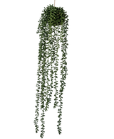 De Kunst hangplant Senecio bal 71 cm heeft lange, slingerende groene ranken die uit een ronde tros aan de bovenkant komen, perfect om groen toe te voegen tegen een effen witte achtergrond.