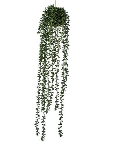De Kunst hangplant Senecio bal 71 cm heeft lange, slingerende groene ranken die uit een ronde tros aan de bovenkant komen, perfect om groen toe te voegen tegen een effen witte achtergrond.