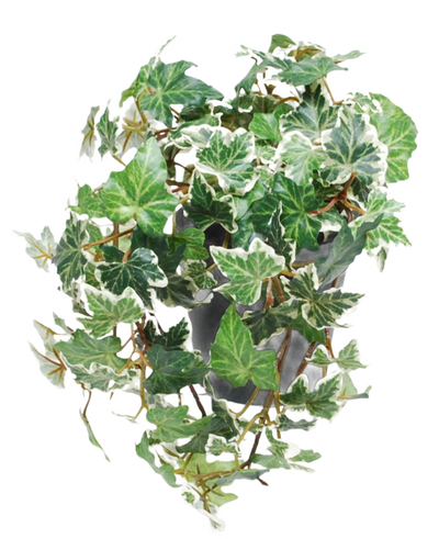 De Kunst Klimop Deluxe groen-wit in pot 22 cm UV heeft groen en wit bonte Engelse klimop die over een grijze pot cascadeert tegen een witte achtergrond.