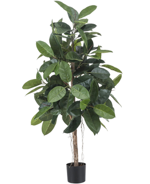 De Kunstplant Rubberplant 150 cm heeft brede, glanzende donkergroene bladeren en staat in een kleine zwarte sierpot tegen een effen witte achtergrond.