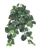 De Kunst hangplant Fittonia Groen-wit 70 cm heeft weelderige, hangende donkergroene bladeren met opvallende witte nerven, die elegant aan meerdere stelen hangen.