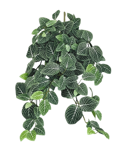 De Kunst hangplant Fittonia Groen-wit 70 cm heeft weelderige, hangende donkergroene bladeren met opvallende witte nerven, die elegant aan meerdere stelen hangen.