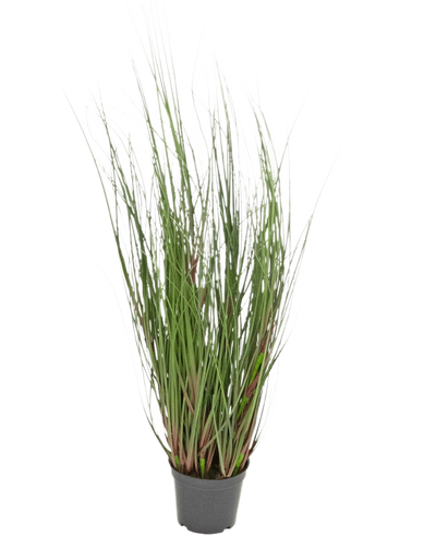 De Kunst Grasplant Onion 60 cm brandvertragend is een siergras in pot met lange, dunne groene sprieten en enkele roodachtige stengels, tegen een effen witte achtergrond.