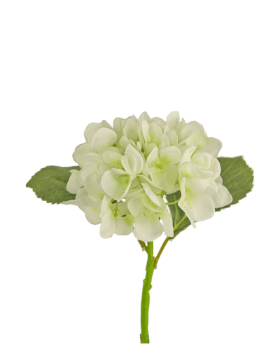 De Kunstbloem Hortensia 34 cm wit heeft zachte, ronde witte bloemblaadjes en twee grote groene bladeren op een lange steel. Ideaal als decoratieve bloem voor elk modern interieur, tegen een witte achtergrond.