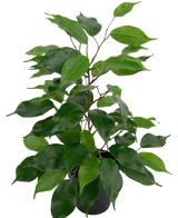 The Artificial Plant Ficus in Pot 40 cm has numerous green leaves and slender brown stems against a plain white background.