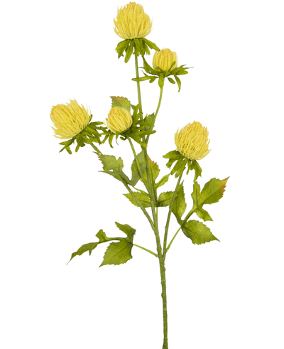 Een crème Kunstbloem Distel, 66 cm hoog, met meerdere vertakte stengels met gesloten chrysantachtige knoppen en gekartelde groene bladeren, staat op een effen witte achtergrond.