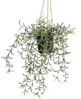 De Kunst hangplant Senecio met pot 35 cm heeft lange, hangende groene stelen met banaanvormige vetbladeren in een zwarte pot, hangend aan bruin touw tegen een witte achtergrond.