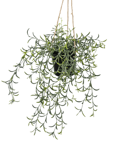 De Kunst hangplant Senecio met pot 35 cm heeft lange, hangende groene stelen met banaanvormige vetbladeren in een zwarte pot, hangend aan bruin touw tegen een witte achtergrond.