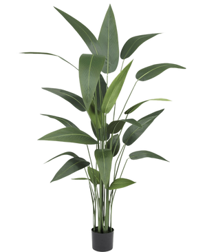 De Kunstplant Heliconia 160 cm heeft hoge, slanke groene bladeren op meerdere stelen in een kleine zwarte pot, waardoor het ideaal is om de weelderige schoonheid van grote kunstplanten in elke ruimte te brengen.