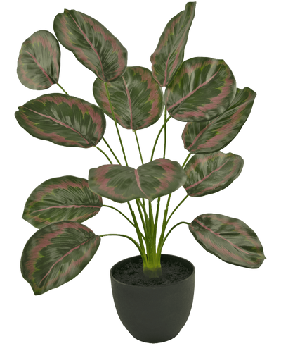 De Kunst Calathea 58 cm groen/rood is een kamerplant in pot met grote, ovale bladeren met groene randen en roodroze patronen, die rechtop groeien aan dunne stelen in een eenvoudige zwarte pot.
