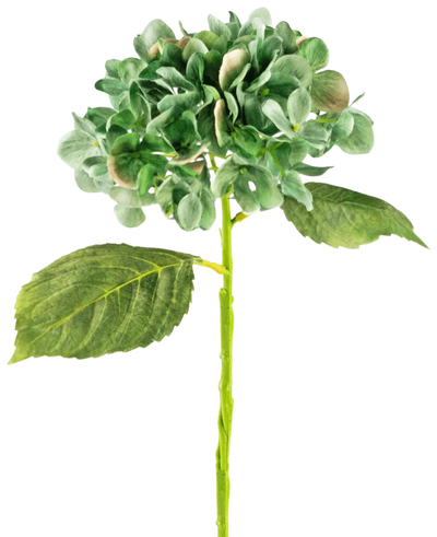 De Kunst Hortensia Deluxe 33 cm donkergroen heeft een enkele langstelige groene hortensia met twee grote bladeren en een volle ronde tros bloemblaadjes, tegen een effen witte achtergrond.