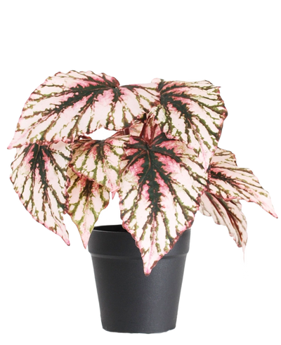 De Kunst Begonia in pot paars UV 25 cm heeft grote, hartvormige bladeren met roze, groene en crème bonte kleuren en wordt geleverd in een kleine zwarte pot tegen een effen witte achtergrond.