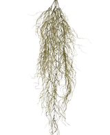 De Kunst hangplant Sudo 110 cm heeft dunne, lange, gekrulde gedroogde takken die naar beneden hangen tegen een effen witte achtergrond. Het voegt sfeer en gezelligheid toe als een unieke kunst hangplant aan je ruimte.