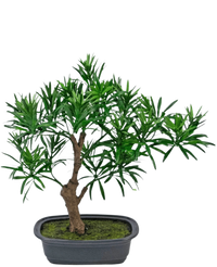 Artificial Plant Bonsai Podocarpus 30 cm
