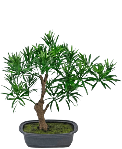 De Kunstplant Bonsai Podocarpus 30 cm heeft een kleine bonsai in pot met een dikke bruine stam en dichte, smalle groene bladeren in een rechthoekige grijze pot gevuld met mosgrond.