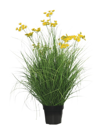 De Kunst Grasplant Asteraceae 90 cm brandvertragend heeft lange, slanke grasachtige bladeren en trossen kleine, heldergele bloemen op lange stelen, tegen een effen witte achtergrond.