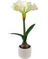 De Kunstbloem Amaryllis Real Touch wit 48 cm heeft een levensechte witte amaryllis met groene bladeren die uit een bol groeien, in een kleine witte pot en geïsoleerd op een witte achtergrond.