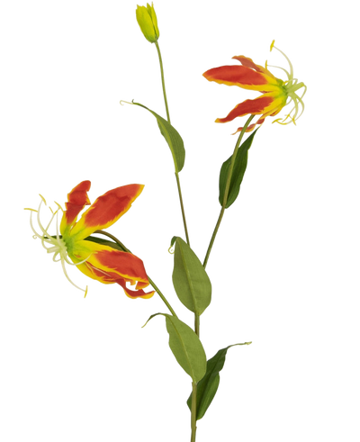 De Kunstbloem Gloriosa 81 cm rood/geel heeft twee open rode en gele gloriosa leliebloemen, een gesloten knop en een aantal lange groene bladeren, allemaal tegen een effen witte achtergrond.