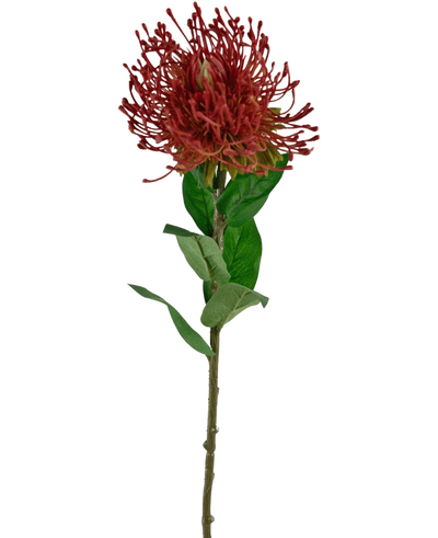De Kunstbloem Protea 73 cm rood heeft een enkele rode speldenkussen protea met stekelige bloemblaadjes en groene bladeren op een lange, dunne steel, tegen een witte achtergrond.