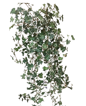 De Kunst Klimop Deluxe Rijk Groen-wit 90 cm heeft weelderige groene en witte gelobde bladeren op slepende stelen, die prachtig afsteken tegen een effen witte achtergrond.