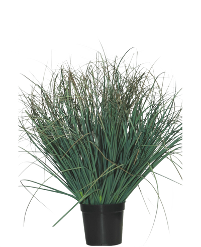 De Kunst Grasplant Gazon groen 50 cm brandvertragend is een groene plant in pot met lange, dunne bladeren en enkele droge bruine punten, die een natuurlijke uitstraling geeft aan elke ruimte tegen een effen witte achtergrond.