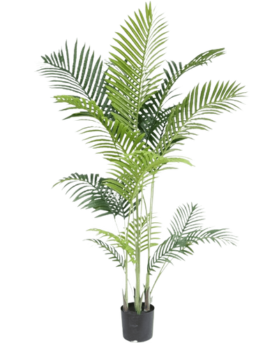 De Kunstplant Phoenix 160 cm heeft meerdere slanke groene stelen en lange, overhangende bladeren, die een luxe uitstraling geven aan elke ruimte en de schoonheid van tropische planten oproepen tegen een frisse witte achtergrond.